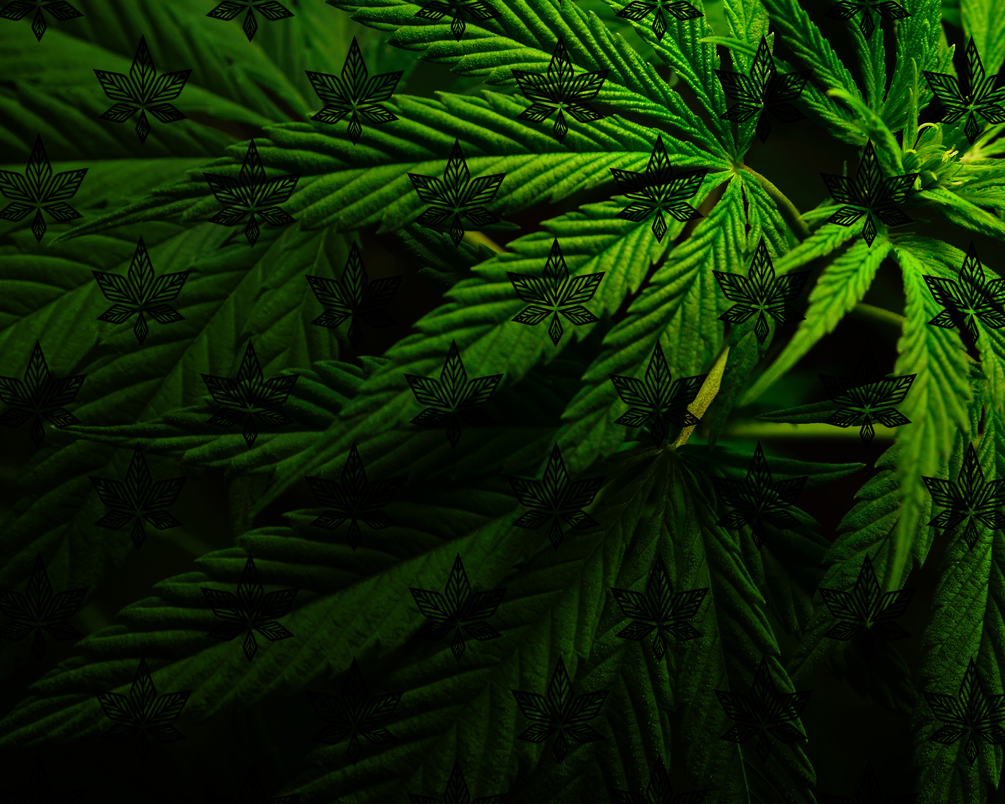 Our Eco-Friendly Growing Process: Cultivating Hemp with Care for a Healthier Planet