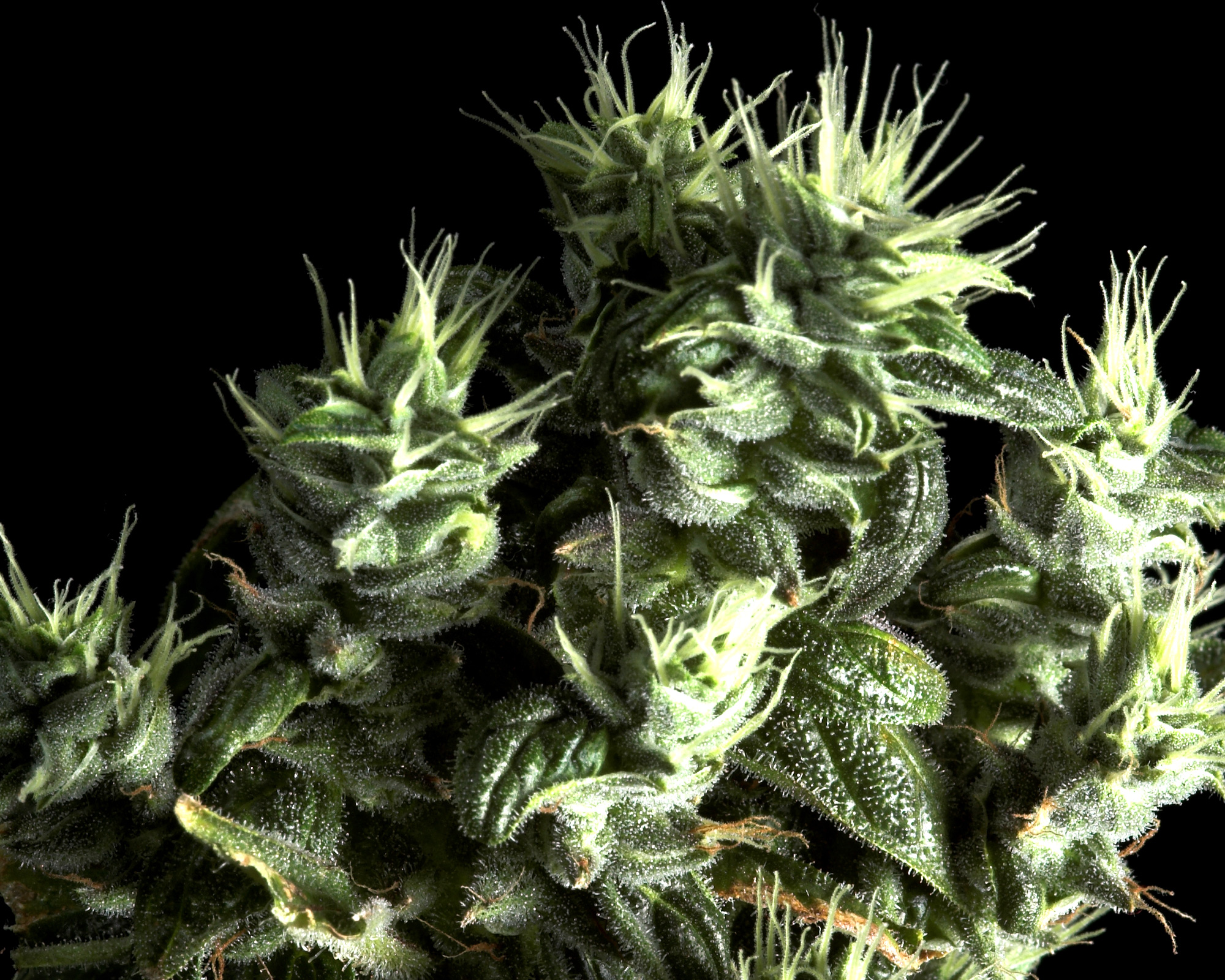 Premium THC-A Flower: Pure, Potent, and Naturally Crafted